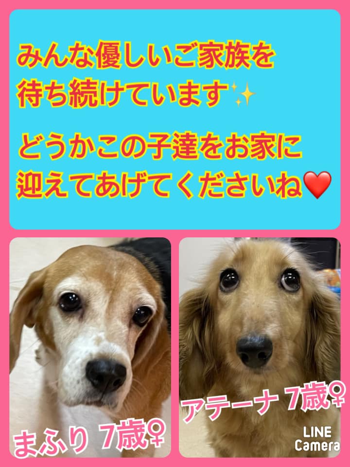 🐾今日の里親様募集中ワンコ🐶メンバーです🐾2021,8,23